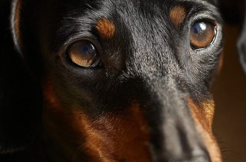 Blizak portret jazavičara sa crno-smeđim krznom i toplim, izražajnim očima