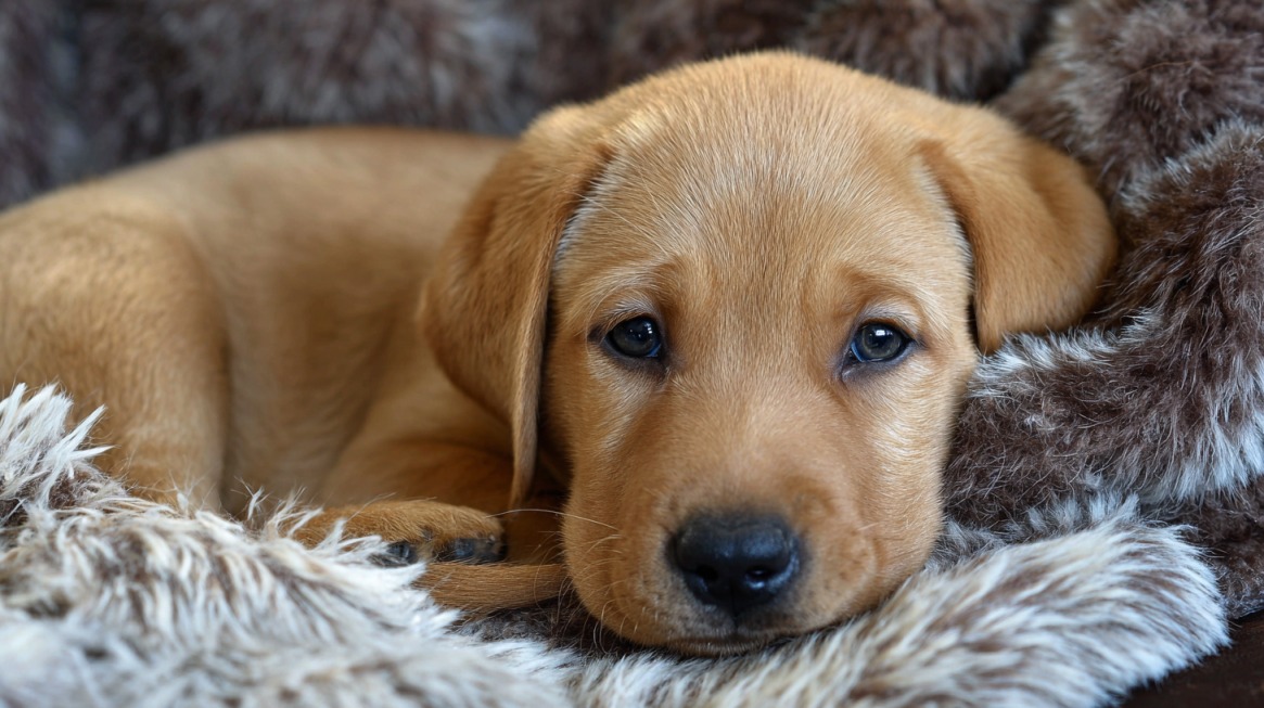 Slatko štene labradora leži u mekom ćebetu i gleda pravo u kameru