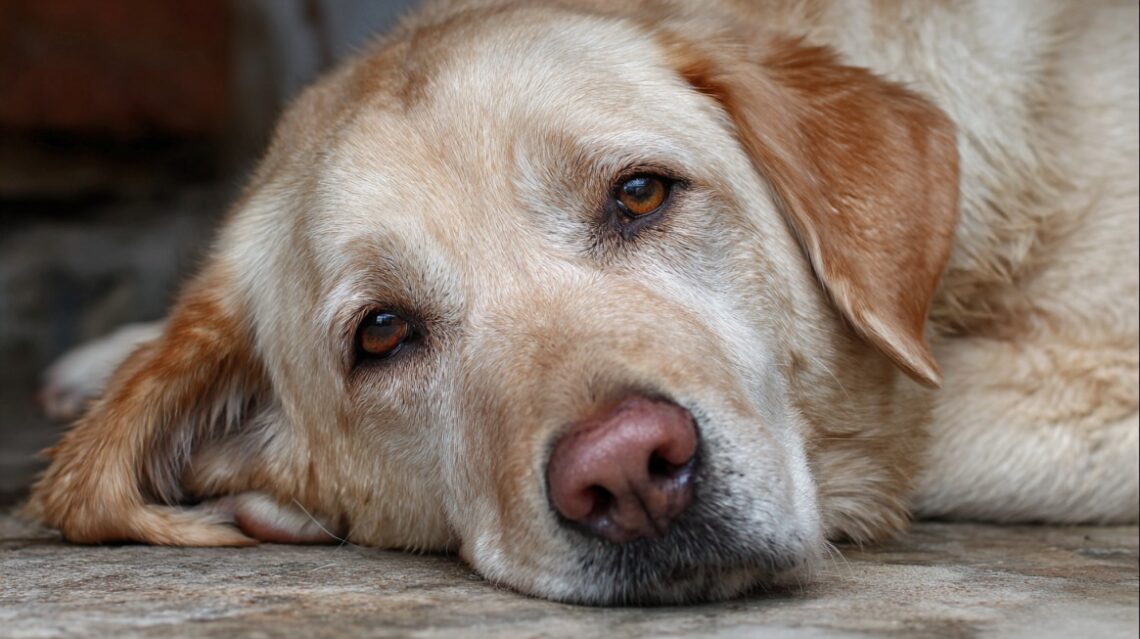 Blizak portret starijeg labradora koji leži i odmara s blagim izrazom na licu