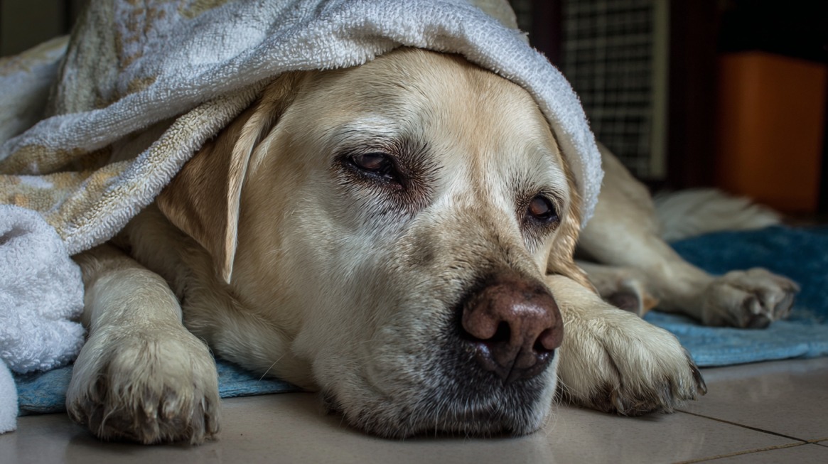 Umoran labrador leži pokriven peškirom, sa blagim izrazom iscrpljenosti