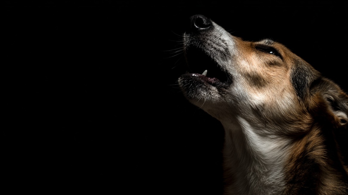Pas u profilu, delimično osvetljen u mraku, podiže glavu i zavija sa blago otvorenim ustima