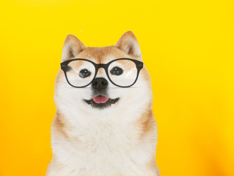 pas sa naočarima za vid na glavi, žuta pozadina