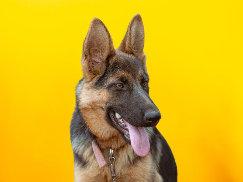 Nemački ovčar na žutoj pozadini