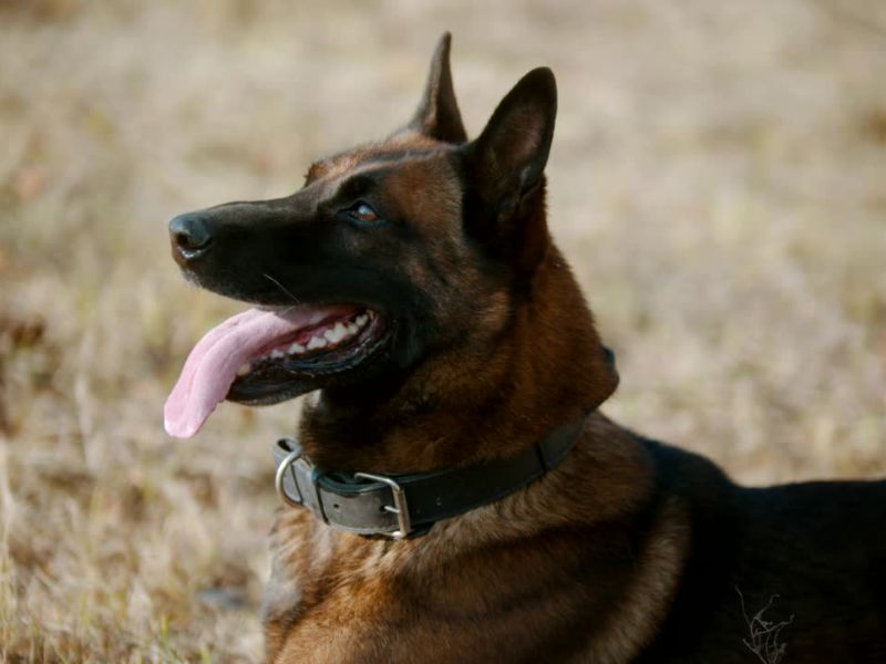 nemački ovčar u travi se plazi