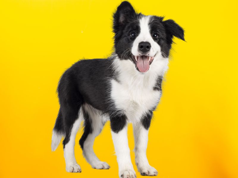 štene border koli na žutoj pozadini