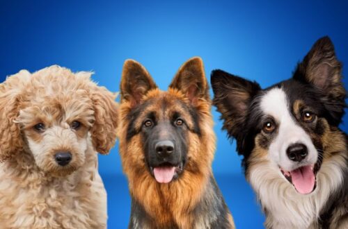 na slici prikazan border koli, pudla i nemački ovčar na plavoj pozadini