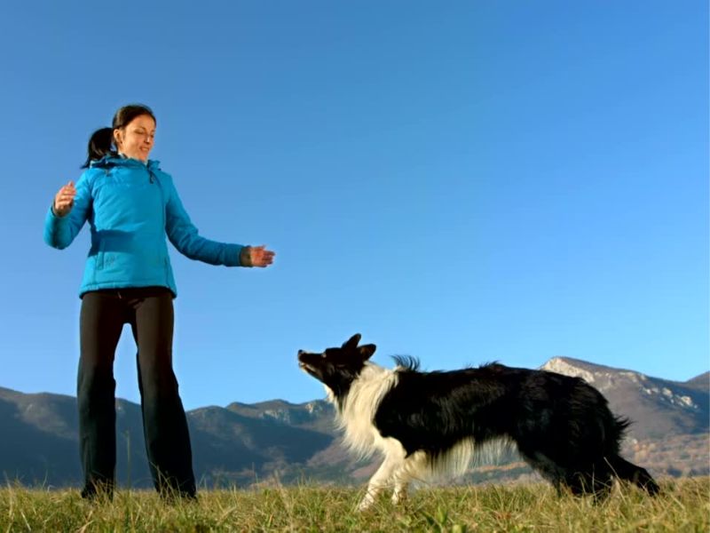 border koli i vlasnica se igraju u prirodi