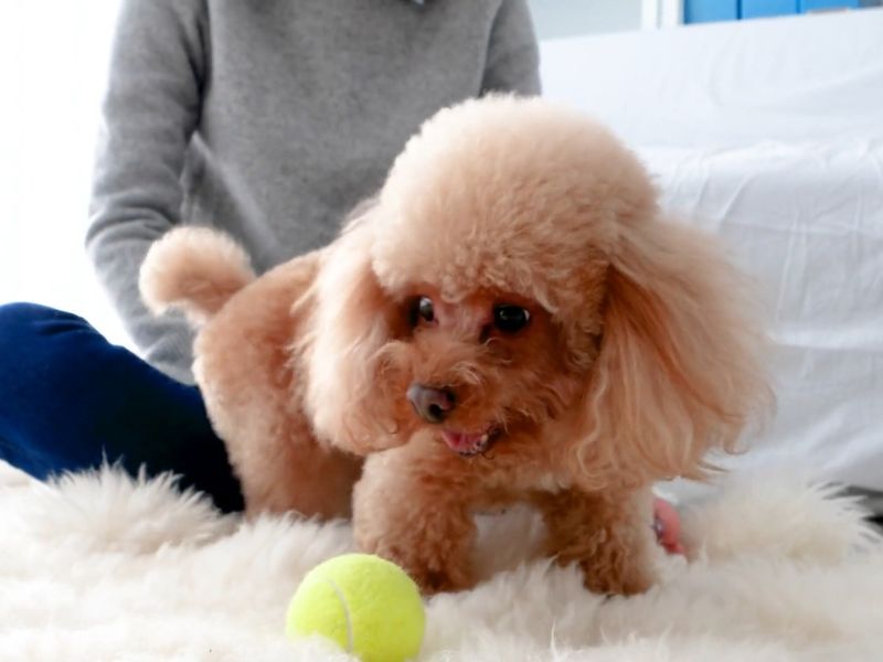 pudla se igra sa loptom i vlasnicom