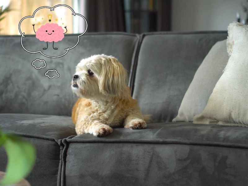 pas leži na ugaonoj i iznad njega oblačak u kom je mozak koji razmišlja, simulira na pseću inteligenciju