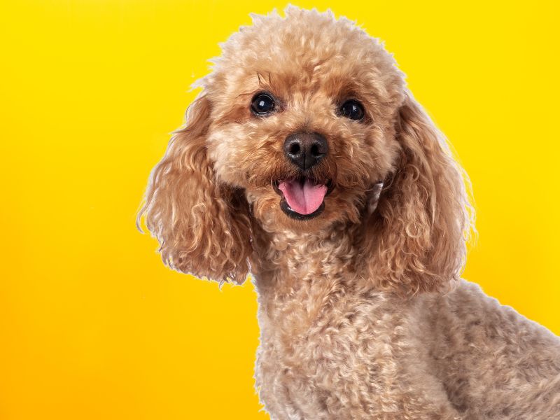 pudla na žutoj pozadini