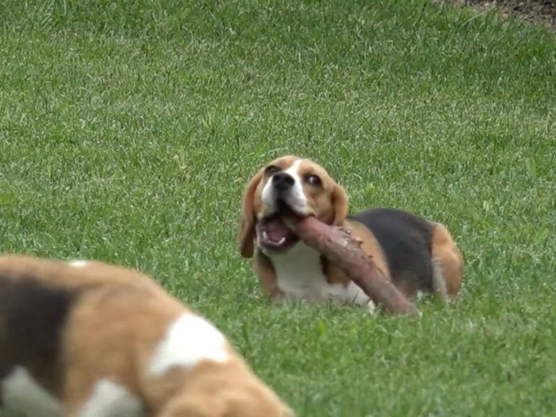 Bigl lwži na travi i gricka drvo