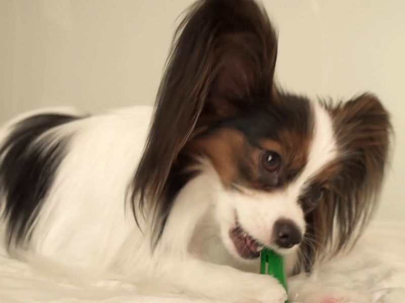 pas gricka igračku za zube