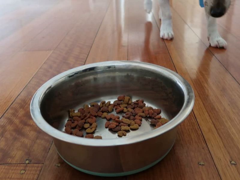 granule za pse u metalnoj činiji