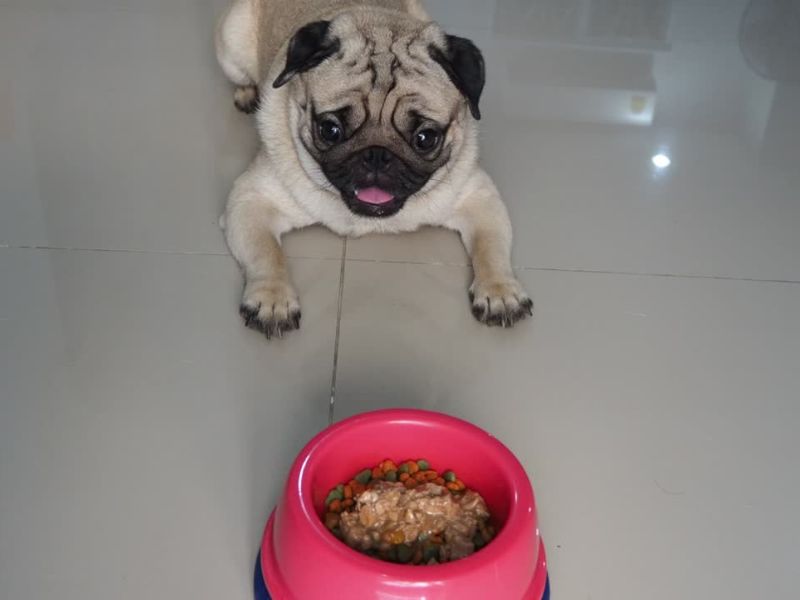 štene mopsa leži pored roze činije pune hrane
