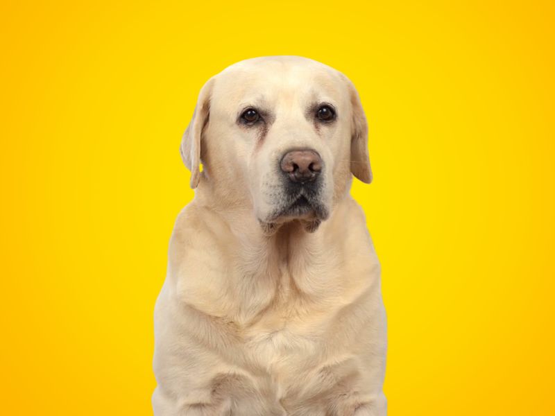 Labrador Retriver na žutoj pozadini