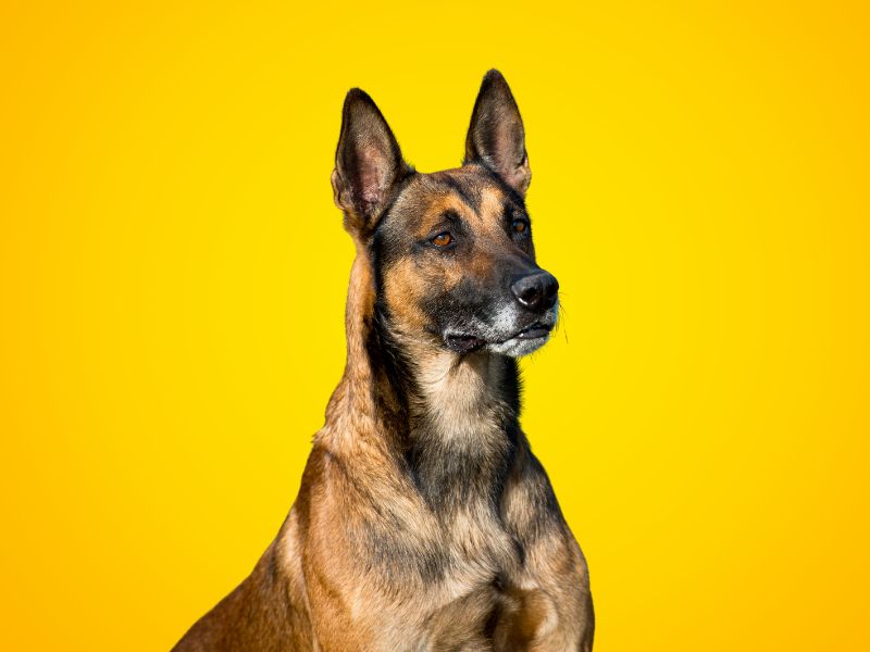 malinoa pas na žutoj pozadini