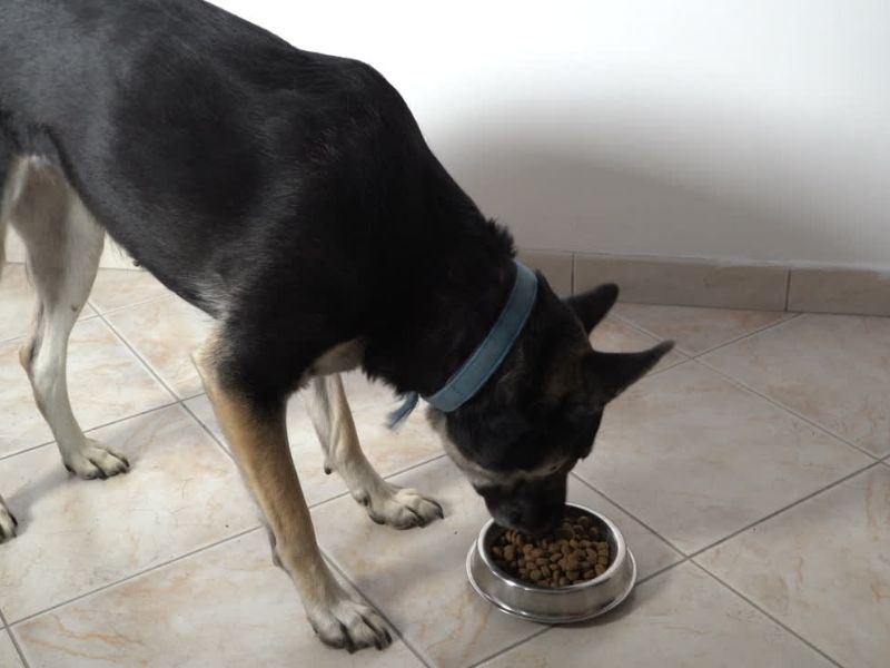 veliki pas jede granule iz činije koja je postavljena na pod