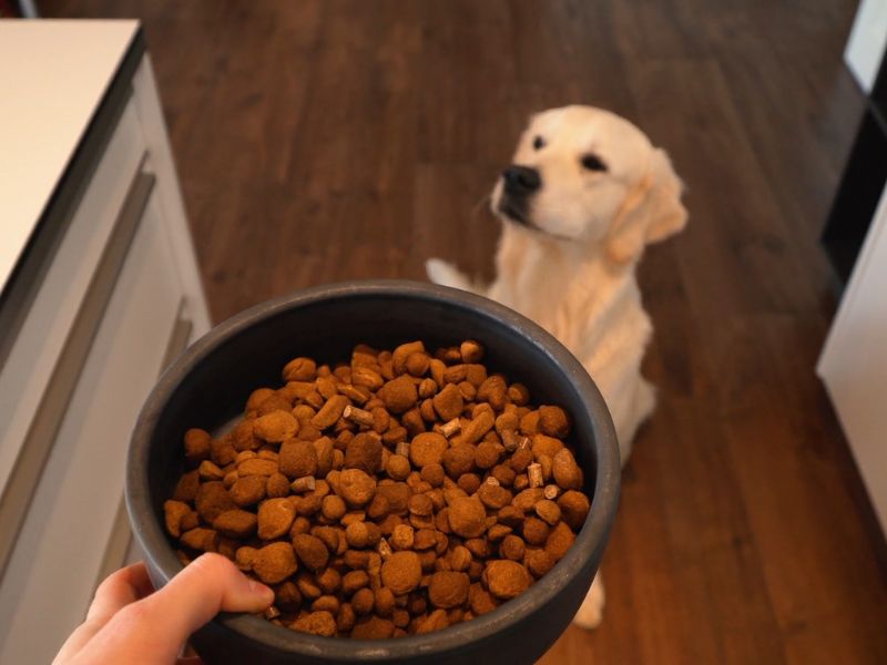 vlasnica prža psu činiju sa granulama