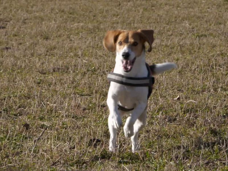 pas veselo skače po poljani