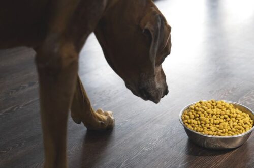 pas njuši posudu sa granulama