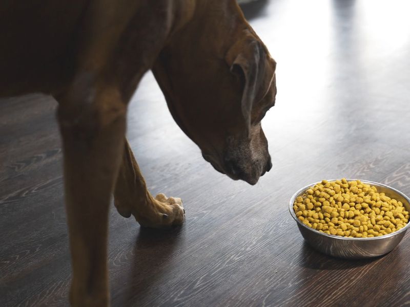 pas njuši posudu sa granulama