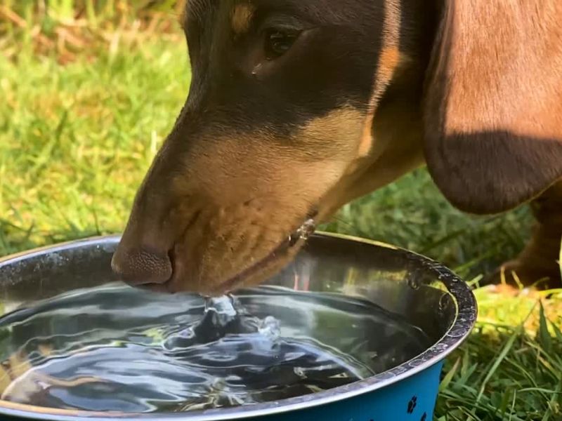 pas pije vodu iz metalne posude napolju