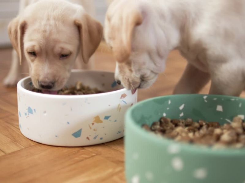 psi štenci jedu granule