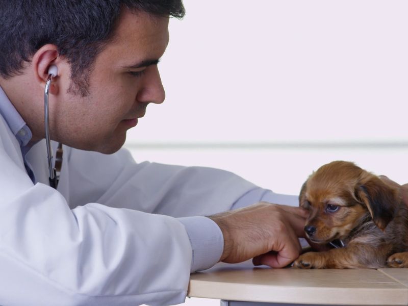 štene psa na pregledu kod veterinara