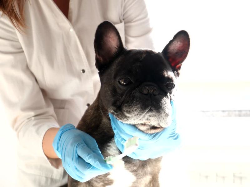 vasnica drži četkicu u ruci i pokušava da opere zube svome psu