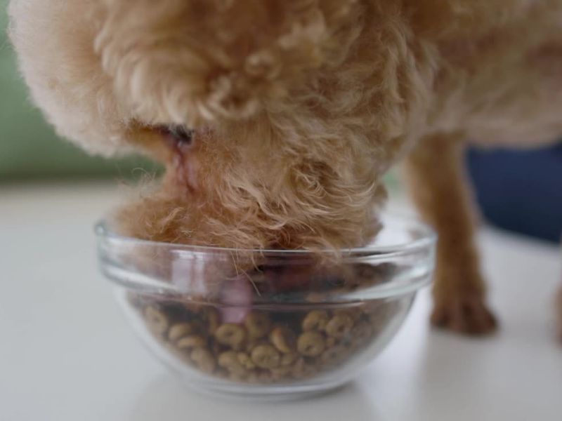 štene pudle jede granule