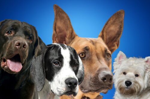 terijer, malinoa, poenter na beloj pozadini