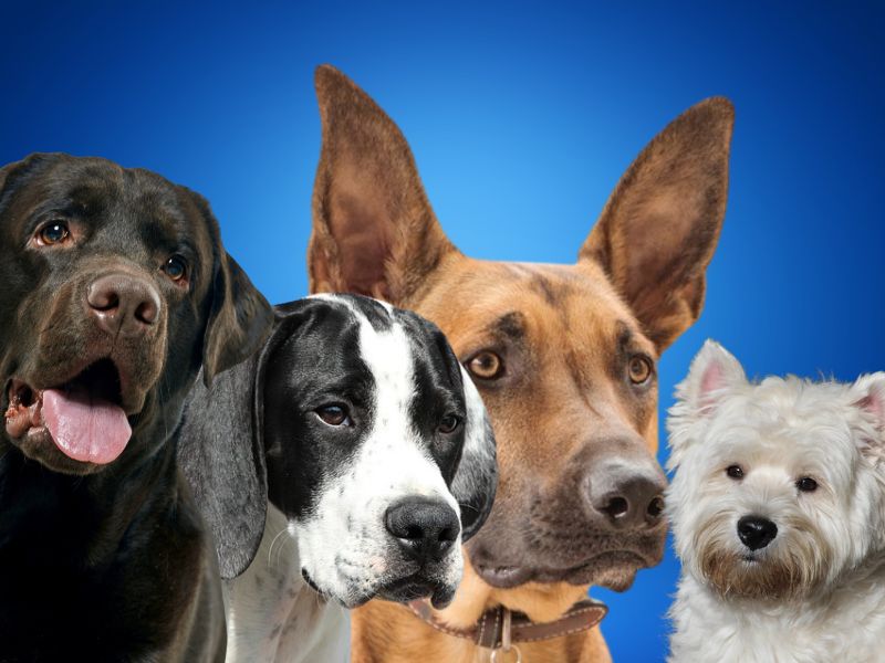 terijer, malinoa, poenter na beloj pozadini