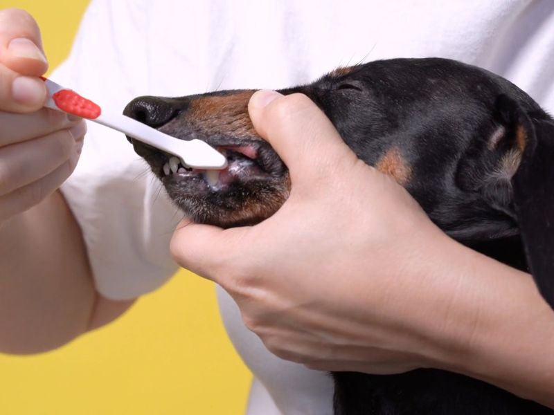 vlasnica pere zube psu