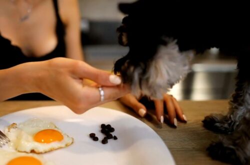 devojka daje psu hranu da jede iz svoje ruke