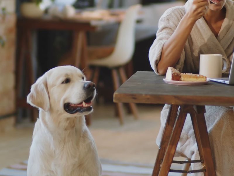 pas sedi pored vlasnike koja jede kolače za stolom
